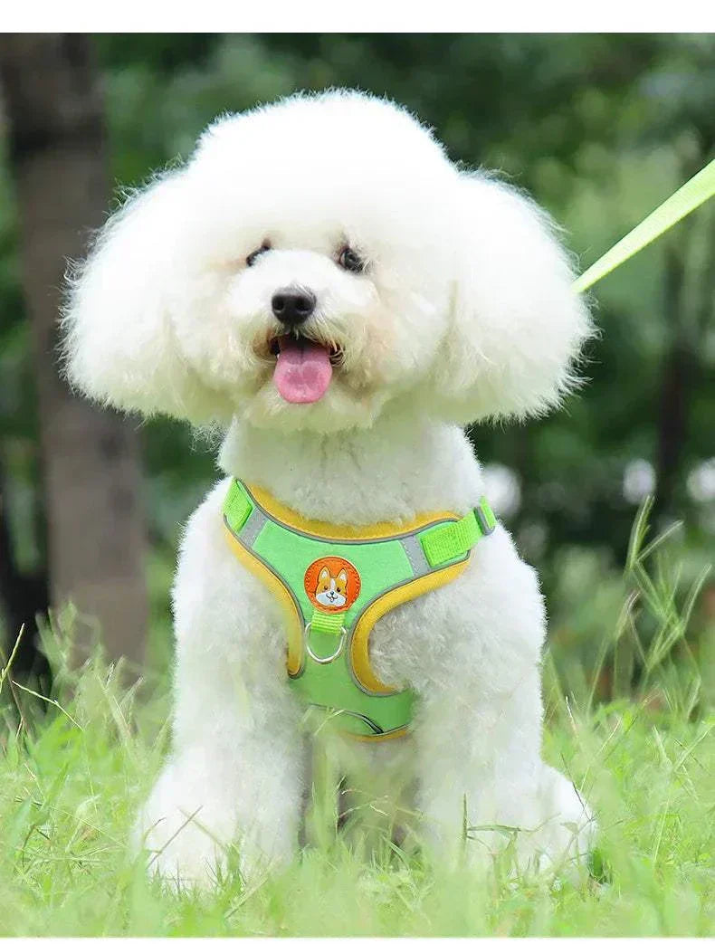 Small dog wearing a reflective, no-pull harness and leash set in a grassy area.