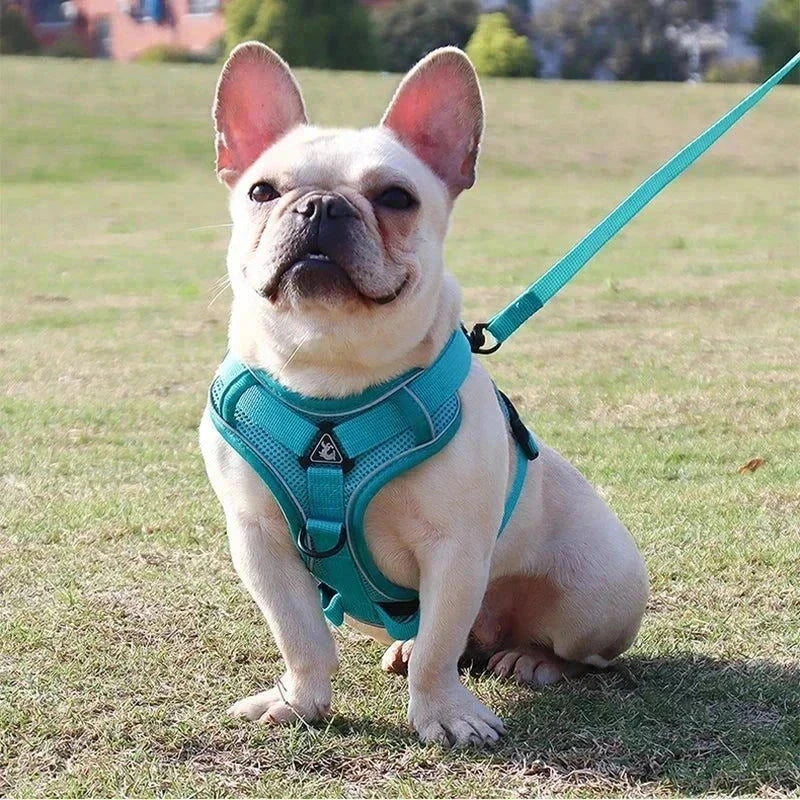 Small dog wearing turquoise no-pull dog harness and leash set with reflective mesh vest.