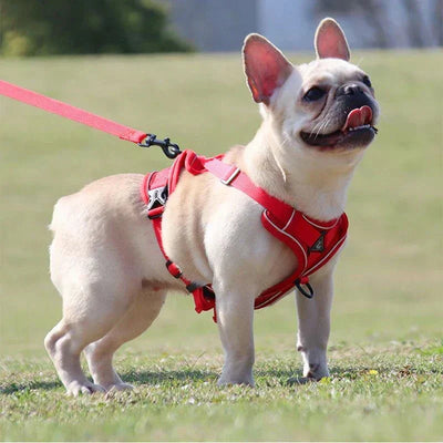 No-Pull Dog Harness & Leash Set – Adjustable Reflective Mesh Vest for Small Dogs & Cats, red color, outdoor use.