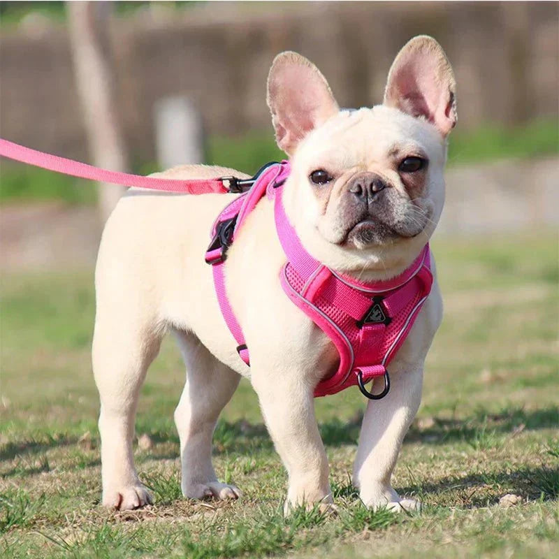 Adjustable no-pull dog harness and leash set with reflective mesh vest, ideal for small dogs and cats.