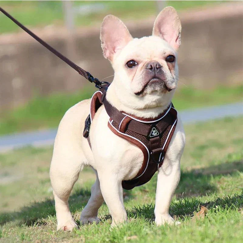 Small dog wearing adjustable reflective no-pull harness and leash set on grass.