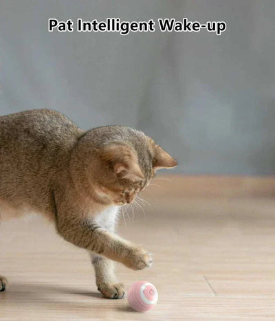 Cat playing with an automatic rolling smart interactive ball on the floor.