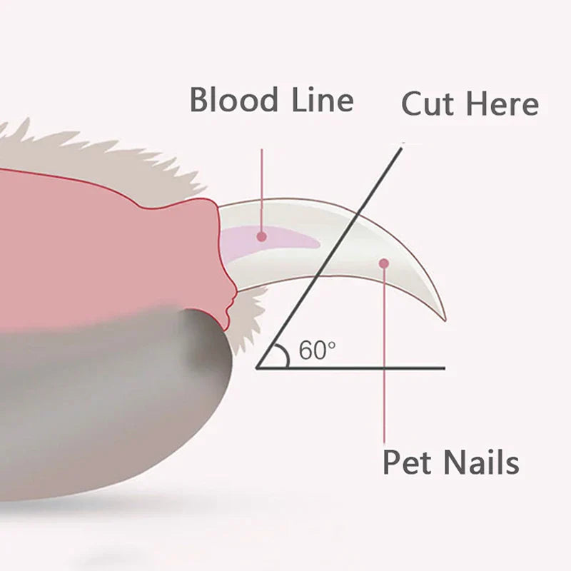 Diagram showing safe nail trimming for pets at a 60-degree angle with labeled blood line and cut point.