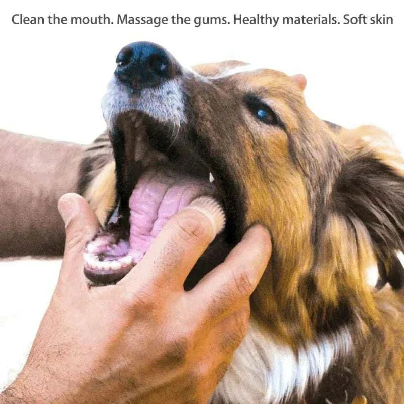 Dog having its teeth cleaned using a 2pcs pet dog tooth cleaner kit, stainless steel tartar removers, oral care tools.