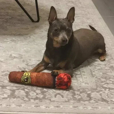 Small dog plays with Interactive Squeaky Dog Toy in cigar shape on carpet.